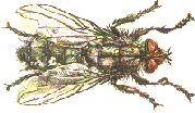 Bild einer Fliege